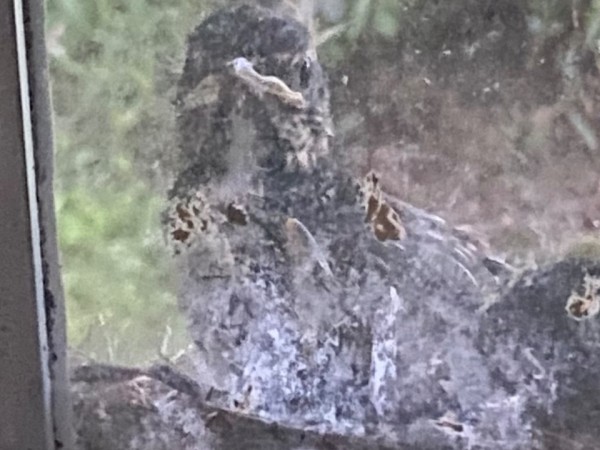 Robin peeking in from nest on windowsill