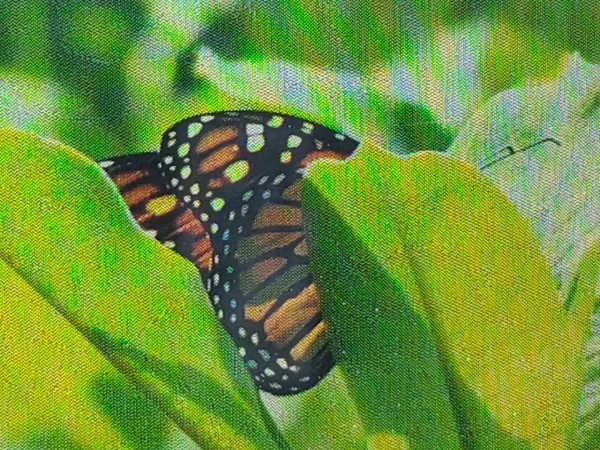 Monarch butterfly
