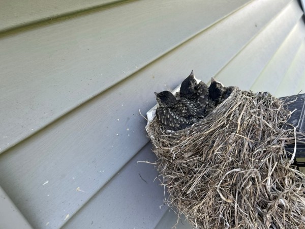 Baby Robins in nest