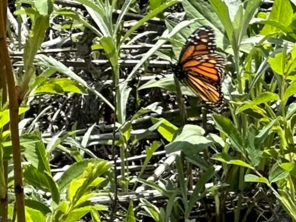 Monarch butterfly