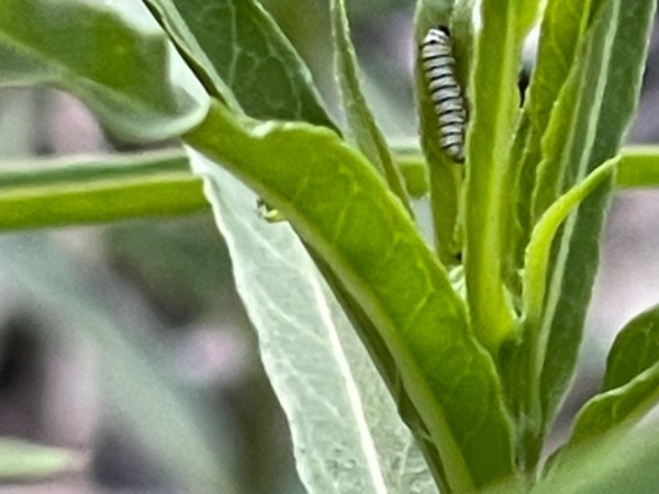 Monarch larva