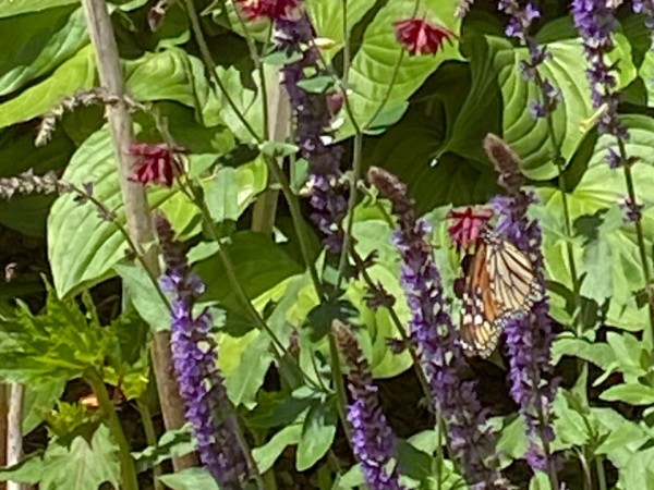 Monarch butterfly