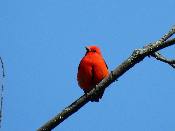 Scarlet Tanager