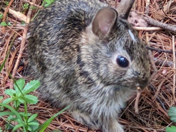 Baby bunny