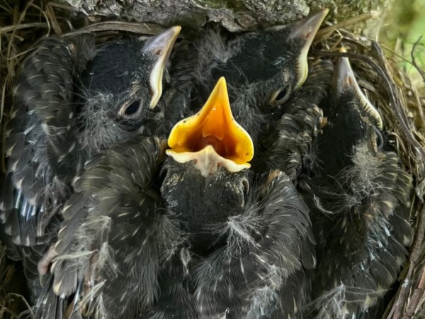 Four Robins in nest