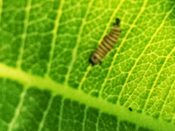 Monarch larva on milkweed