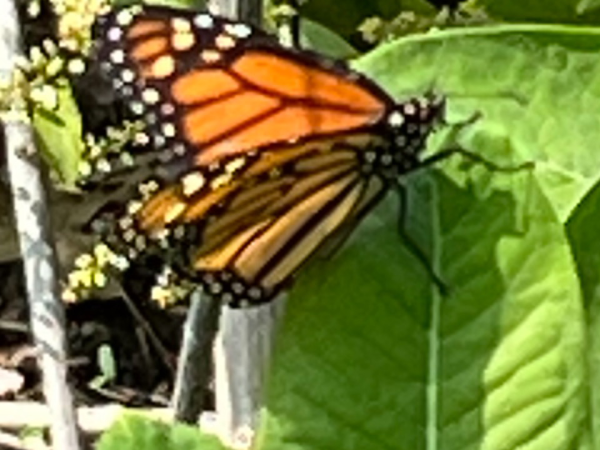 Monarch butterfly