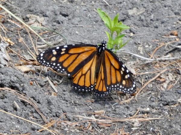 Monarch butterfly