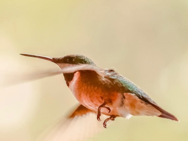 Rufous Hummingbird