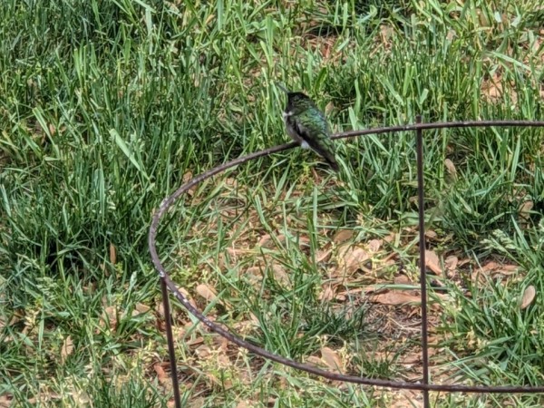 Hummingbird perched on wire