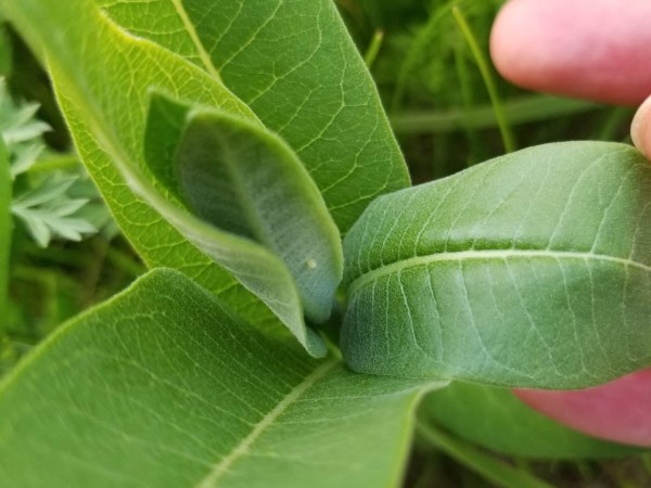 Eggs on milkweed