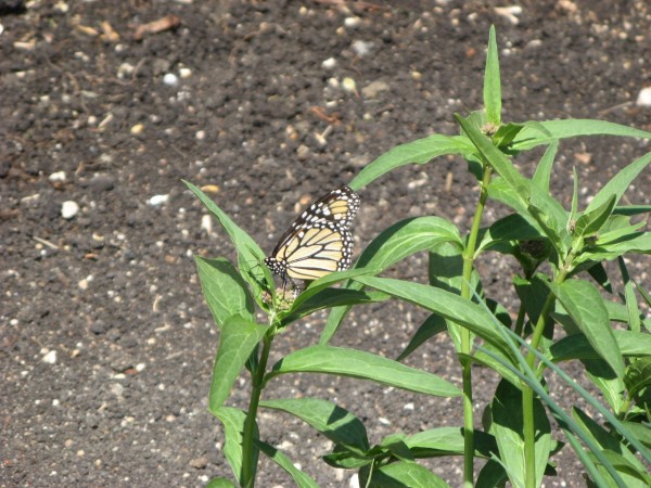 Monarch butterfly