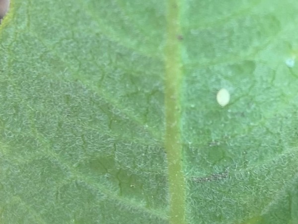 Monarch egg on milkweed