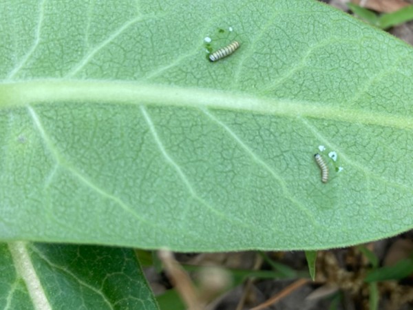 Monarch larvae