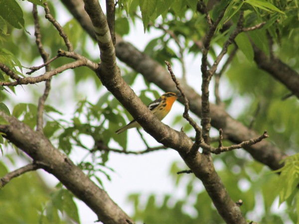 Blackburnian Warbler