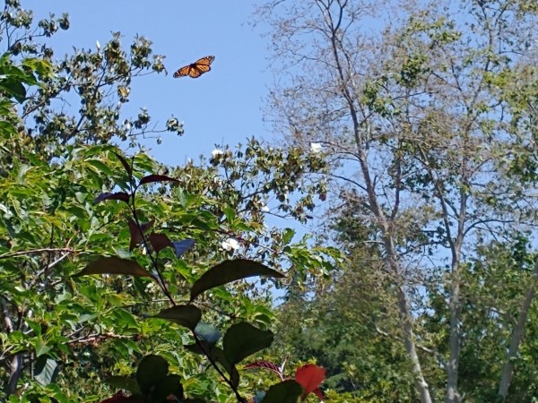 Monarch butterfly