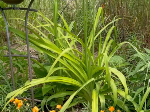Monarch buttefly flying