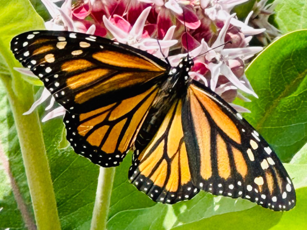 Monarch butterfly