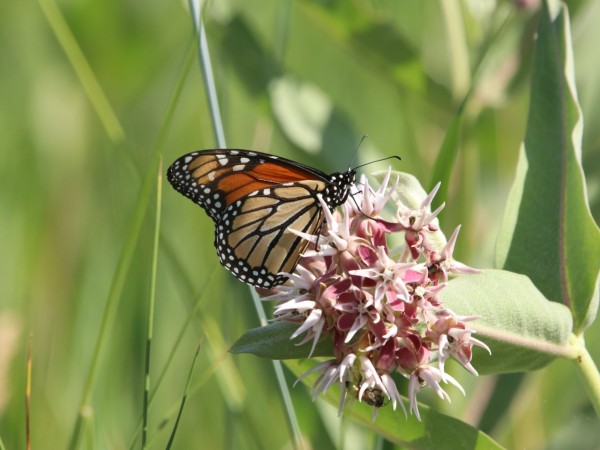 Monarch butterfly