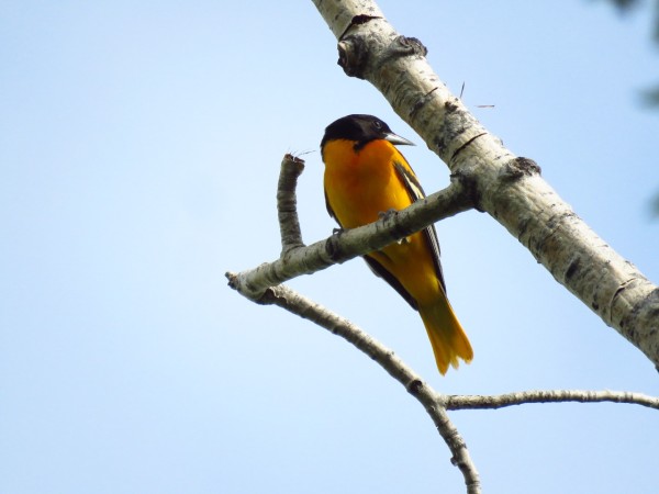 Baltimore Oriole