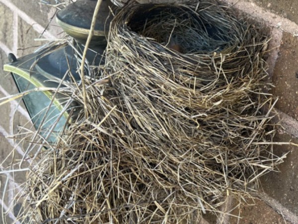 Robin nest