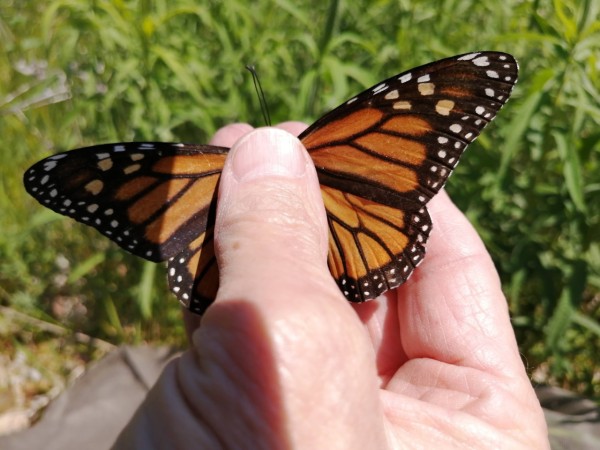Monarch butterfly