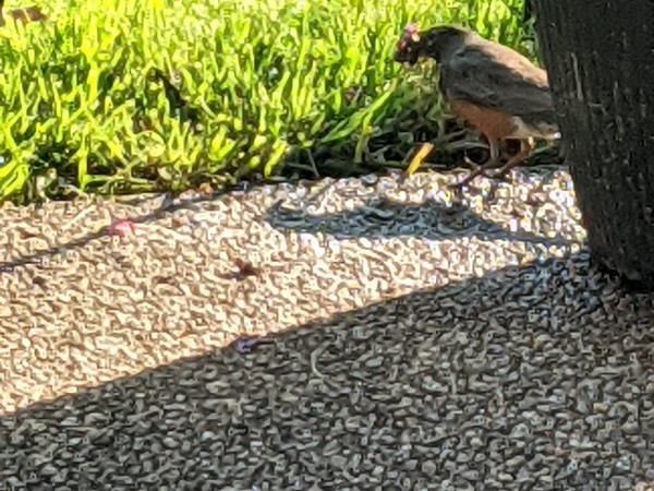 Robin on ground near grass