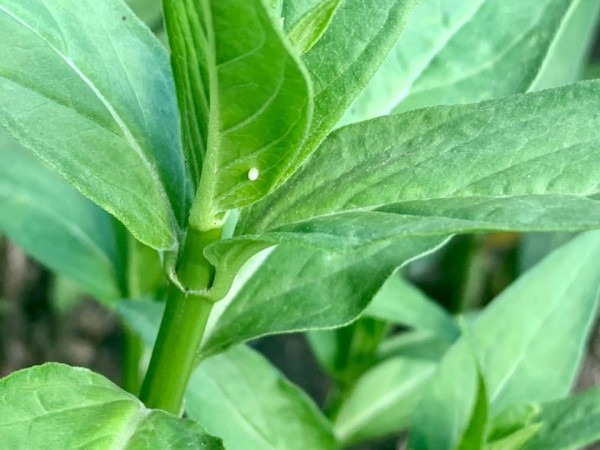 Monarch egg on milkweed