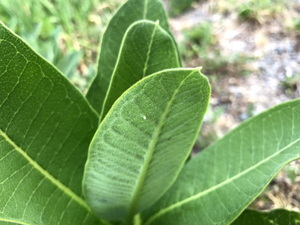 Eggs on milkweed