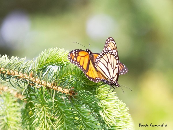 Monarchs mating