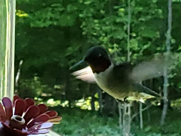 Ruby-throated hummingbird at feeder