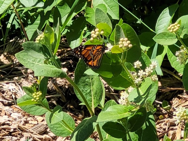 Monarch butterfly
