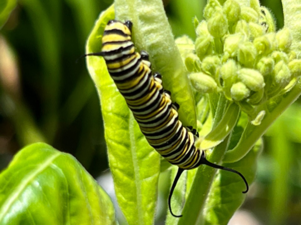 Monarch larva