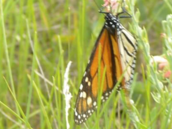 Monarch butterfly