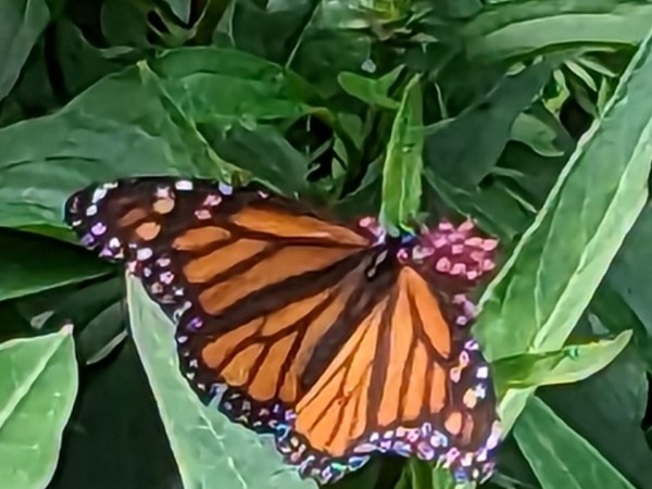 Monarch laying eggs