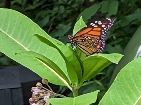 Monarch on milkweed