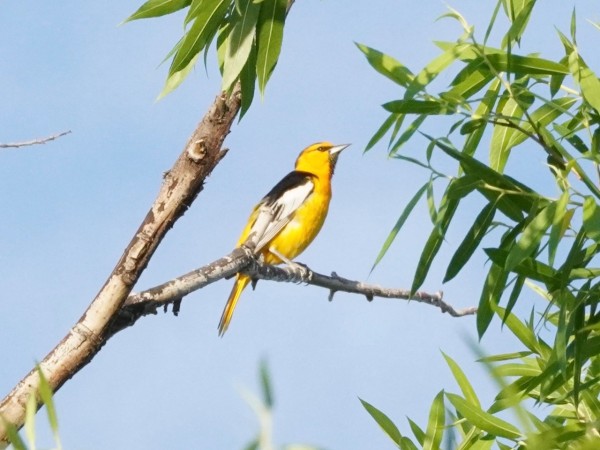 bullocks oriole