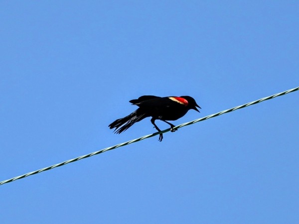 Red-winged blackbird