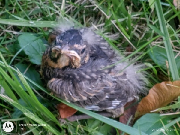 fledged American robin