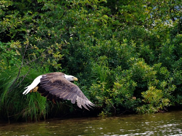 bald eagle flying