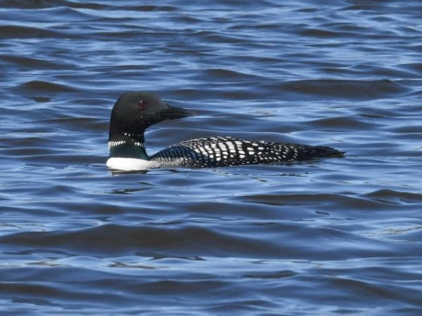 Common Loon