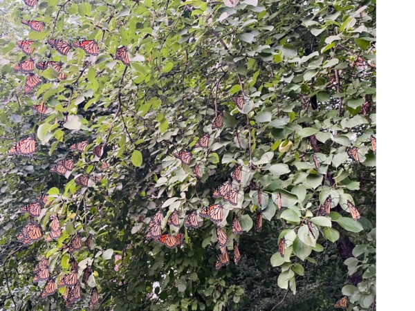 monarchs roosting in trees