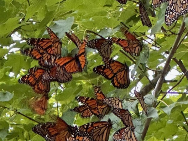 monarchs roosting in trees