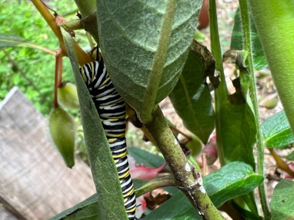 Larva on milkweed