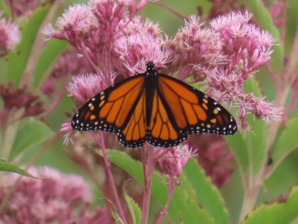 monarch butterfly