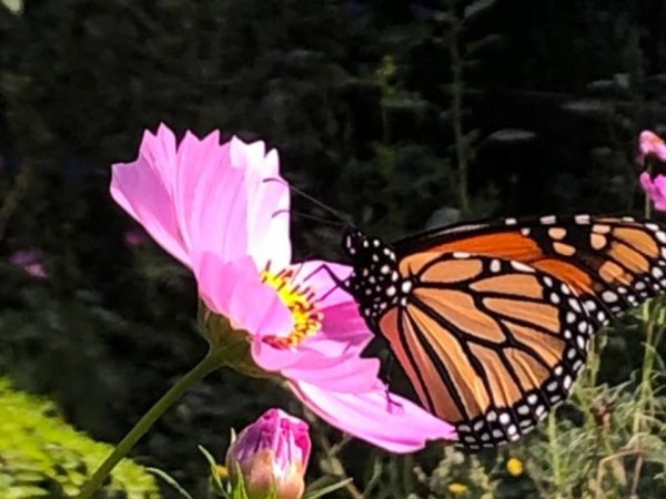 monarch butterfly