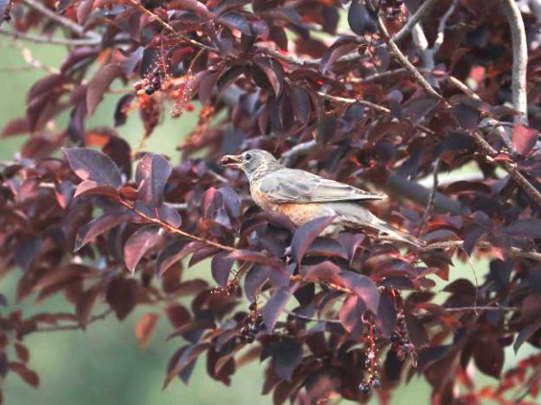 Robin eating fruit in tree