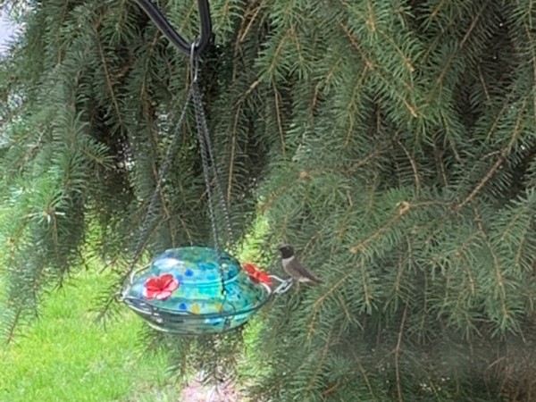 Adult male Black-chinned at feeder