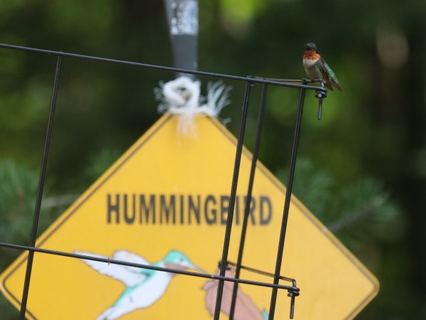 Hummingbird perched