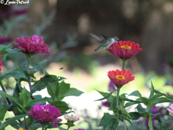 Hummingbird at flowers